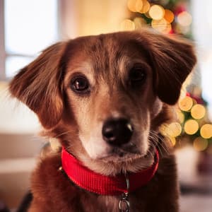 Lofi Calm: Music for Dogs - Dog Chillout Zone