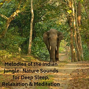 Melodies of the Indian Jungle- Nature Sounds for Deep Sleep, Relaxation & Meditation - Natural Sounds