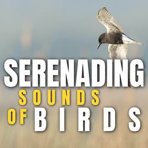 Serenading Sounds of Birds - Bird Songs