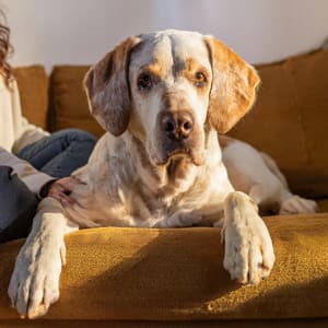 Ritmos De Hip Hop: Sonidos Calmantes Para Mascotas - Ritmo en armonía total