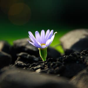 Rebirth of Tranquility: Nature's Renewed Serenity - Afternoon Chill Out Playlist