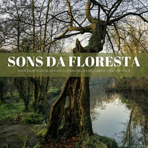 Sons Da Floresta: Sons Pacíficos Da Natureza Para Relaxar Completamente Você - Música Para Cães Adormecidos