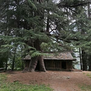 100 Wavelengths: Light Between Leaves - Nature Sound Collection