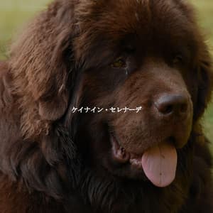 ケイナイン・セレナーデ - Bebop Jazz