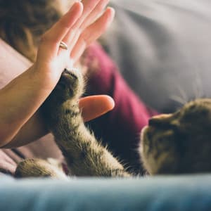 Lofi Cat Cuddles: Music for Peaceful Moments with Your Kitty - ChillHop Cafe