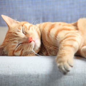 Enchanted Feline Dreams: Lofi Harmonies Embracing Beloved Cats - Calming Cat Music