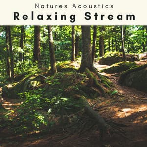 4 Ever Relaxing Stream - Natures Acoustics