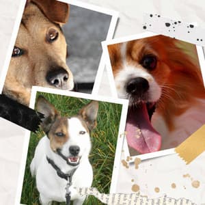 Serene Trumpet Bossa - Ambiance for The Relaxed Dog - Relaxing Dog Music Playlists