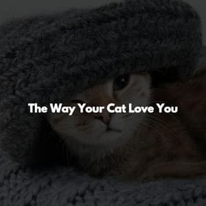 The Way Your Cat Love You - Chill Lounge Hotel