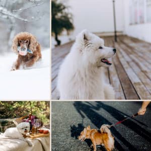 Music for Dogs n Babies - Jazz Guitar Solo - Dog Music Hour