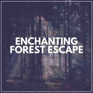 Enchanting Forest Escape - Worldwide Nature Studios