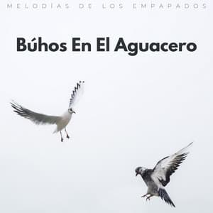 Búhos En El Aguacero: Melodías De Los Empapados - El poder de la lluvia