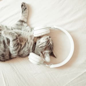Purrfect Lullabies: Gentle Music for Cats - Gentle Morning Music