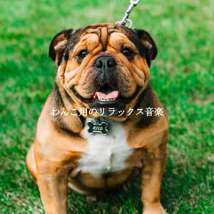 わんこ用のリラックス音楽 - Fun Jazz