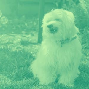 Vivacious Jazz Piano Duo - Background for Wonderful Doggies - Relaxing Dog Music Classics