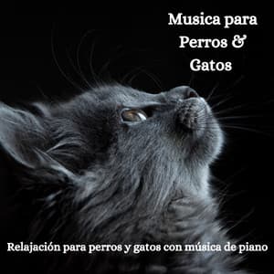 Relajación para Perros y Gatos Con Música de Piano - The Cat Relaxer