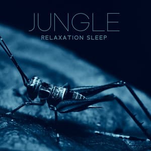 Jungle Relaxation Sleep: Meditation Music and Nature, Night Crickets Sounds for Stress Relief - Ambient Jungle Sounds