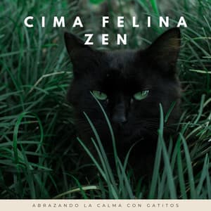 Cima Felina Zen: Abrazando La Calma Con Gatitos - Alguna música