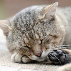 Jazzy Catnap Vibes: Relaxing Sounds for Dreamy Kittens - Cool Cats 1940s Jazz