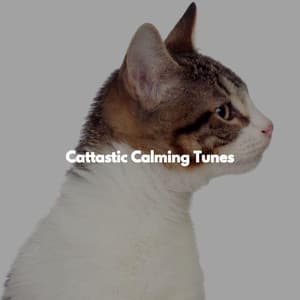 Cattastic Calming Tunes - Popular Jazz Coffee Break