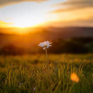 Relajación Tranquila: Momentos Musicales Suaves - Palacio pacífico