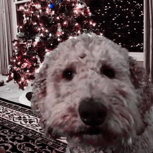 Music for Calm Doggo - Jazz Quintet - Dog Sleeping Soundtracks Deluxe