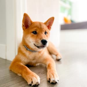 Rainy Serenity: Piano Rain for Calm Dogs - Nice Rain Noises