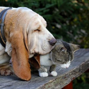 Piano Pet Rainfall Serenity - Classical Piano