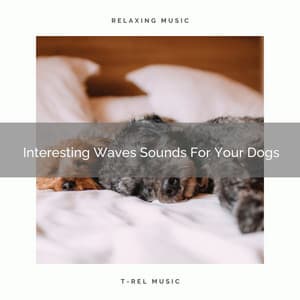 Interesting Waves Sounds For Your Dogs - Dog Total Relax