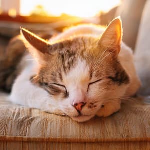 Gracia Musical Para Gatos: Armonía Lofi - Lluvia Sonidos Naturaleza Colección