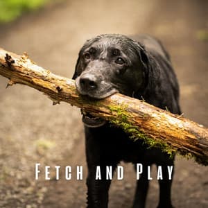 Fetch and Play: Chill Music for Dogs - Exuck