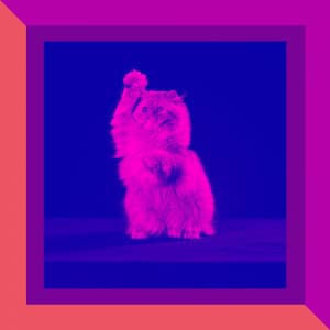 Music for Relaxing Pet Sounds - Mysterious Latin Music - Cat Music Therapy