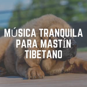 Música Tranquila para Mastín Tibetano - Mascotas tranquilas