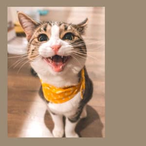 Backdrop for The Cutest Kitten - Quiet Soprano Sax Solo - Cat Music Relaxation