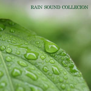 Rain Sound Collection - Baby Sleep Sounds