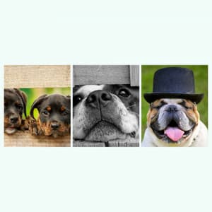 Music for Energetic Puppy - Trumpet, Electric Piano, Alto Sax and Soprano Sax - Relaxing Dog Music Society