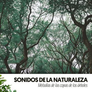 Sonidos de la Naturaleza: Melodías de las copas de los árboles - Relajacion