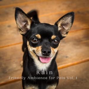Rain: Friendly Ambience for Pets Vol. 1 - Noise and Nature
