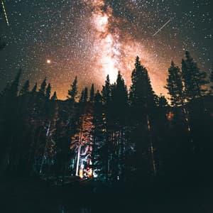 Forest at Night - Nature Sounds Artists