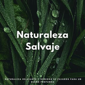 Naturaleza Salvaje: Naturaleza Relajante Y Sonidos De Pájaros Para Un Sueño Profundo - Pajaros Tropicales