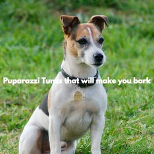 Puparazzi Tunes that will make you bark - Dog Music WavesDog Music Waves