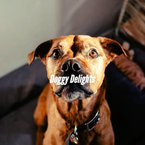 Doggy Delights - Music for Dog's Ears