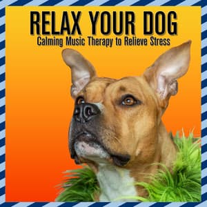 Relax Your Dog: Calming Music Therapy to Relieve Stress - Dog Music Dreams