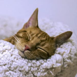 1st Melodic Noise Machine: Hiss & Hum - White Noise Therapy