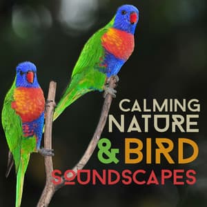 Calming Nature & Bird Soundscapes - The Calming Sounds Of Nature