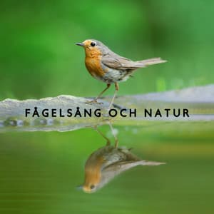 Fågelsång och natur - Lugnt Naturparadis