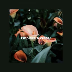 Empiece a crecer - Musica de Jazz para Hoteles