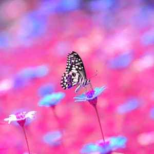 Music for Literary Daydreams - Bossa Guitar Trio - Musique pour Cuisiner