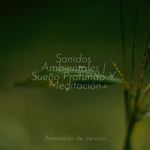 Sonidos Ambientales | Sueño Profundo Y Meditación - Relajacion Del Mar