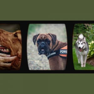 Bubbly Background for Cool Pups - Relaxing Dog Music Society